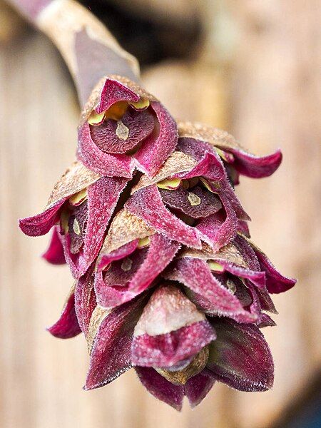 File:Bulbophyllum aggregatum (34241589850).jpg