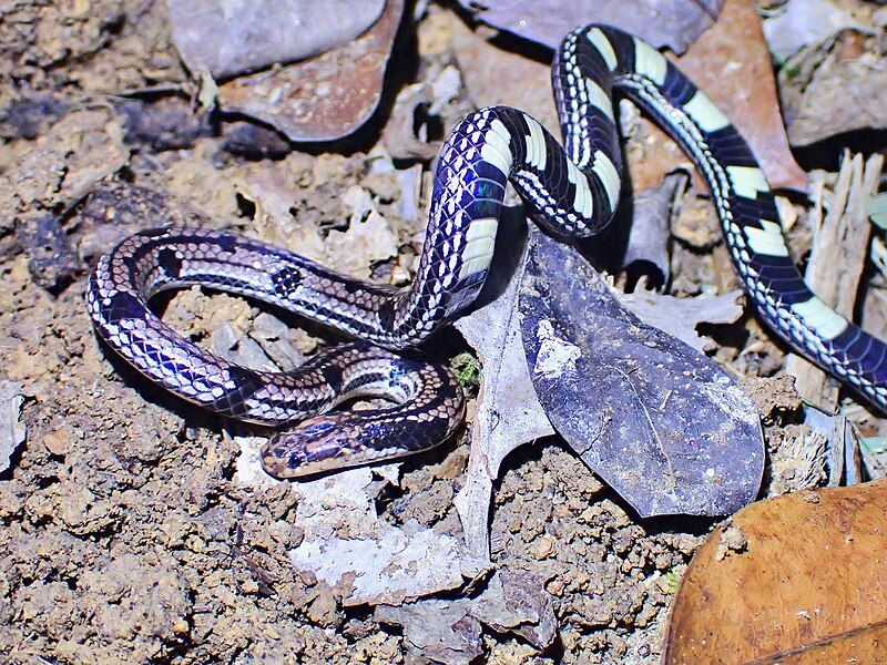 File:Calliophis gracilis.jpg