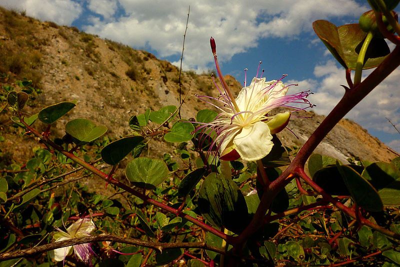 File:Capparis zoharyi0991.jpg