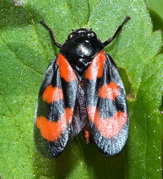 File:Cercopis vulnerata03.jpg