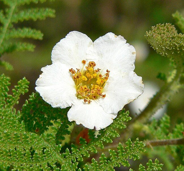 File:Chamaebatia australis 6.jpg