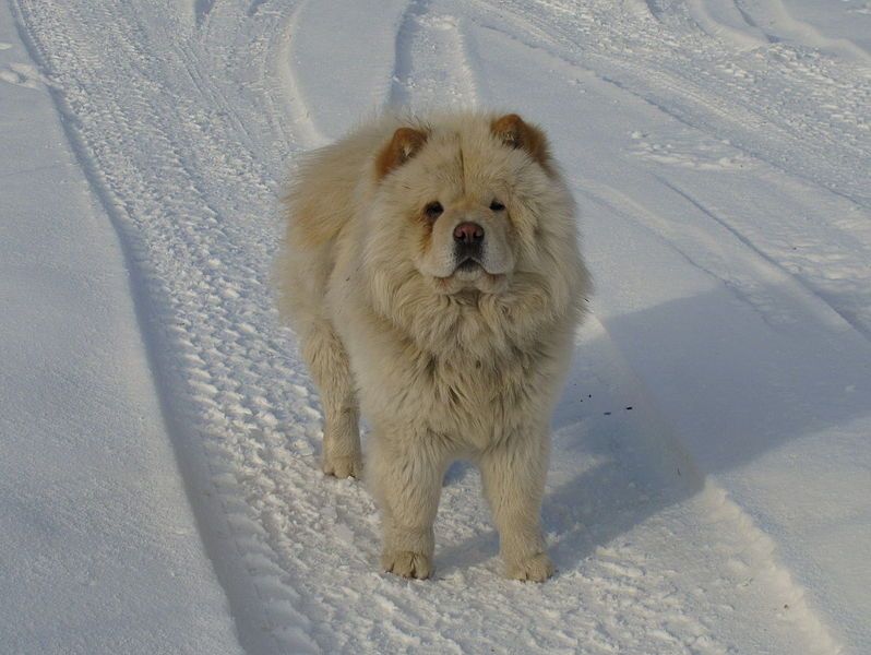 File:ChowChow1.jpg