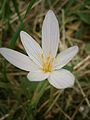 Colchicum alpinum in Oisans