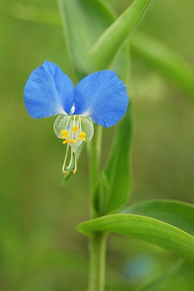 File:Commelina-communis.jpg