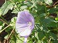 Convolvulus sabatius