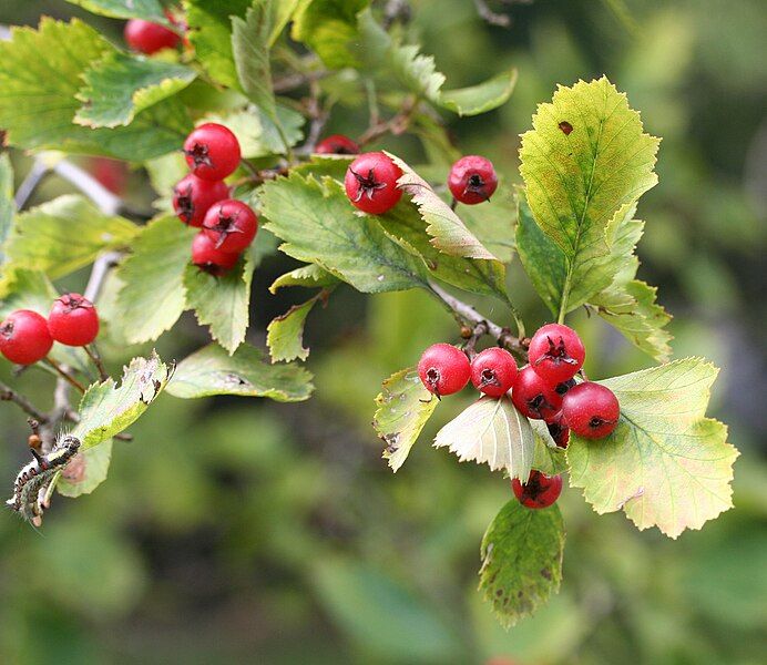 File:Crataegus chrysocarpa 01.jpg