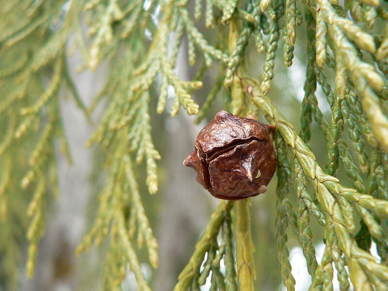 File:Cupressus nootkatensis 43603.jpg