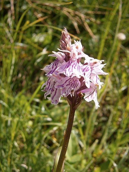 File:Dactylorhiza fuchsii006.jpg