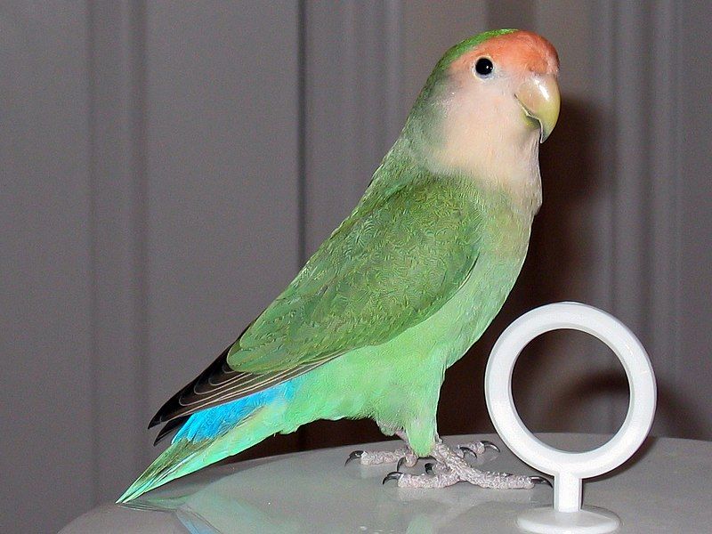 File:DenglerSW-Peach-faced-Lovebird-20051026-1280x960.jpg