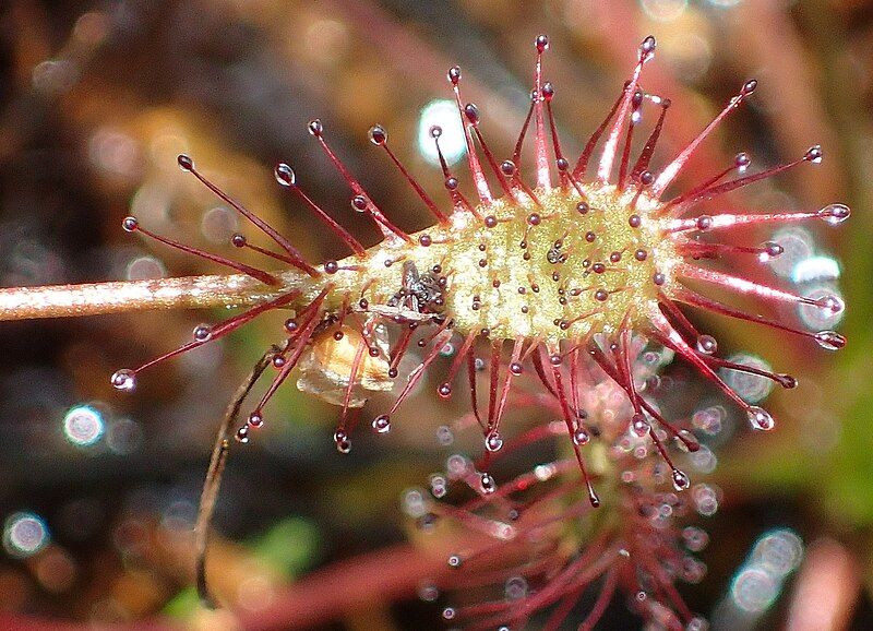 File:Drosera intermedia Fangblatt.jpg