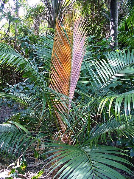 File:Dypsis crinita.jpg