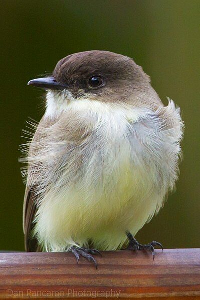 File:Eastern Phoebe1.jpg