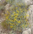 Encelia farinosa