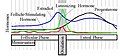 Hormone levels during the menstrual cycle