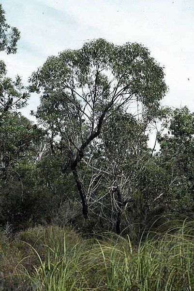 File:Eucalyptus conglomerata.jpg