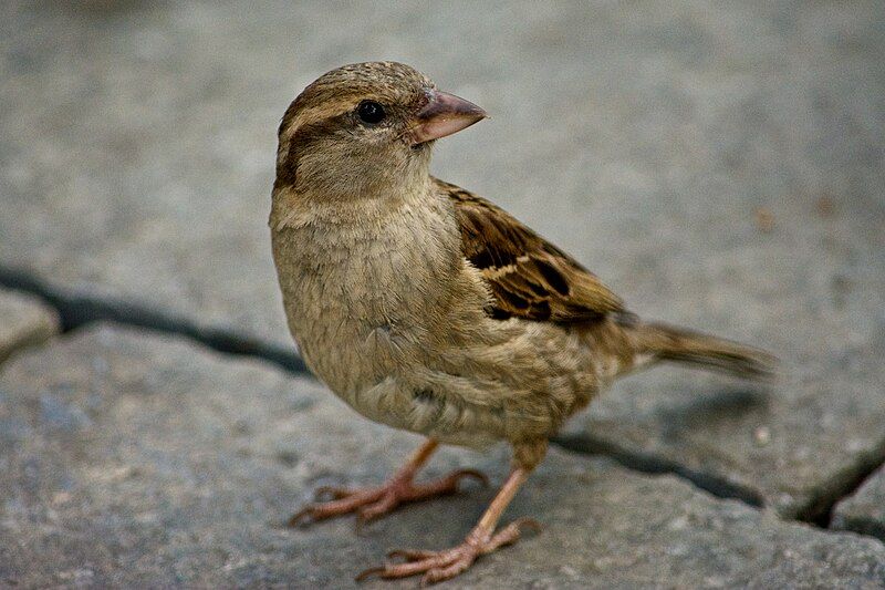 File:Female Sparrow.jpg