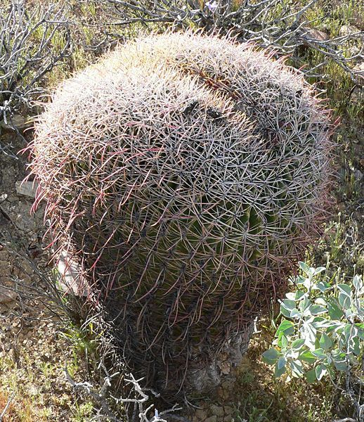 File:Ferocactus cylindraceus weird.jpg