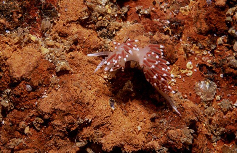 File:Flabellina funeka white.jpg