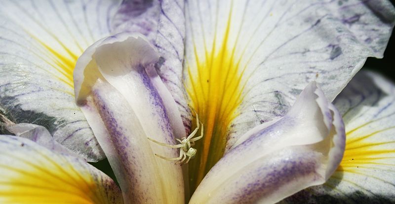 File:Flower spider.JPG