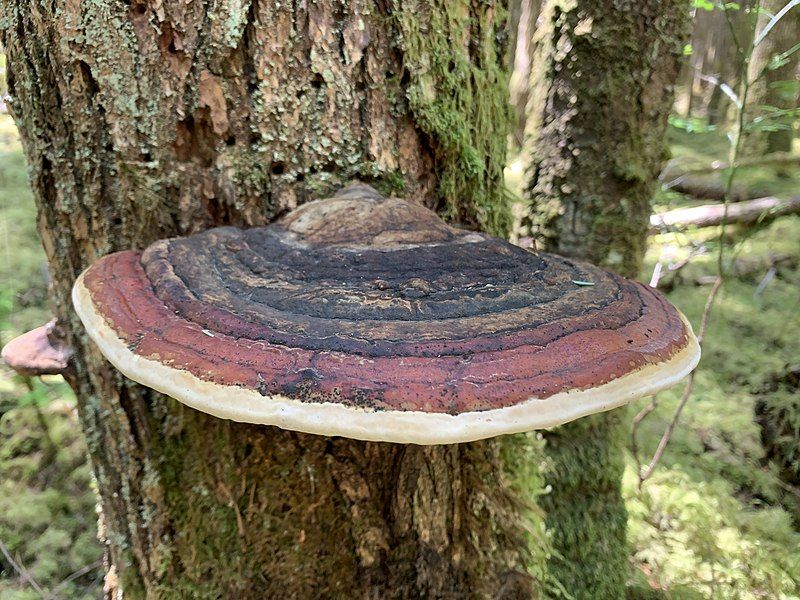 File:Fomitopsis mounceae.jpg