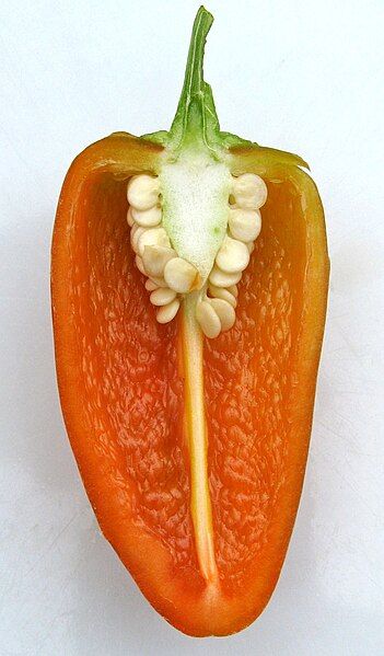 File:Fresno pepper 4.jpg