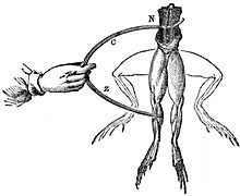 Electrodes touch a frog, and the legs twitch into the upward position[11]