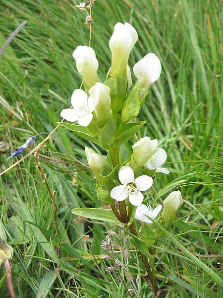 File:Gentianella campestris003.jpg