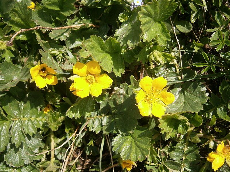 File:Geum montanum 001.jpg