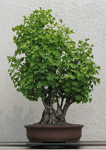 File:Ginkgo, 1926-2007.jpg