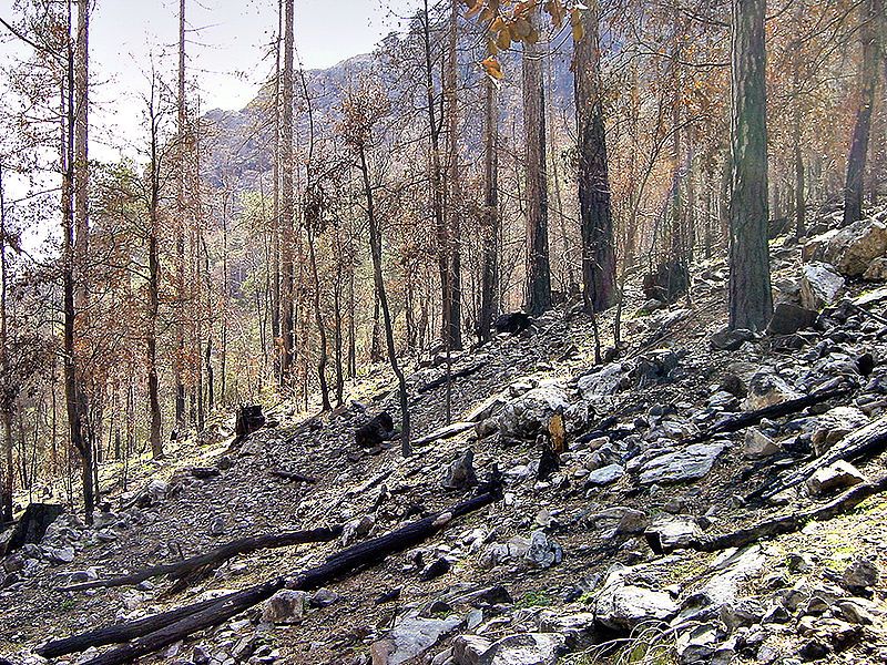 File:Giunsani Melaja-incendie 2003.jpg