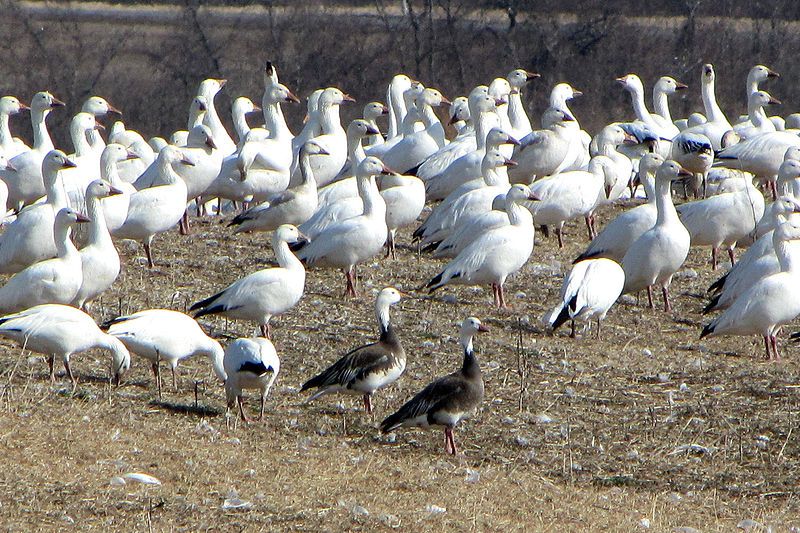 File:Greater Snow Geese.jpg