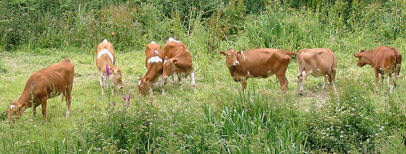 File:Guernsey cattle.jpg