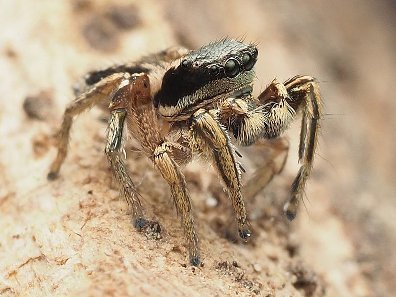 File:Habronattus mexicanus 135568285.jpg