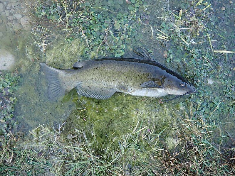 File:Headwater Catfish.jpg