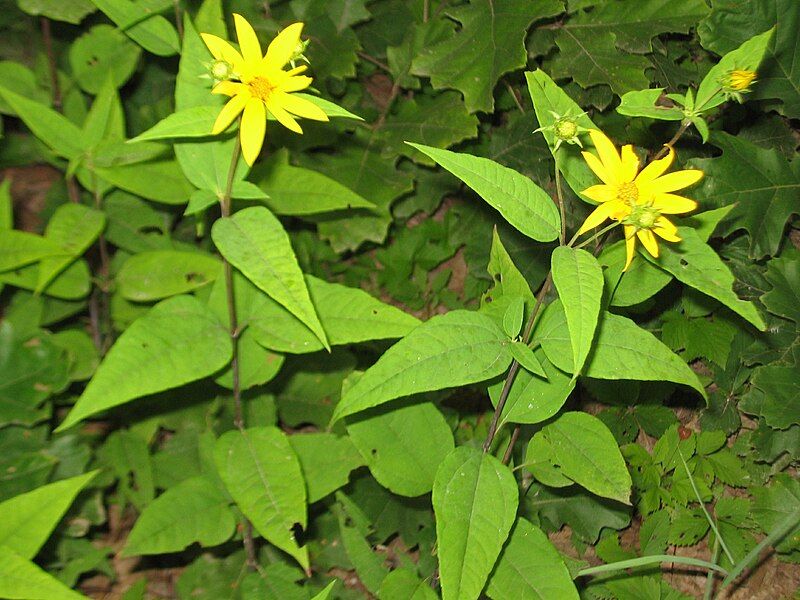 File:Helianthus divaricatus 7718.jpg