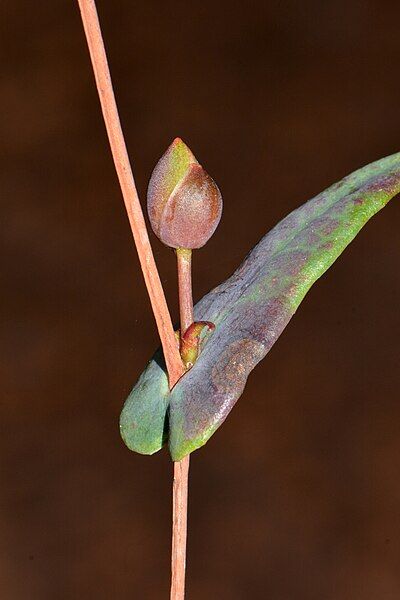 File:Hibbertia amplexicaulis leaf.jpg