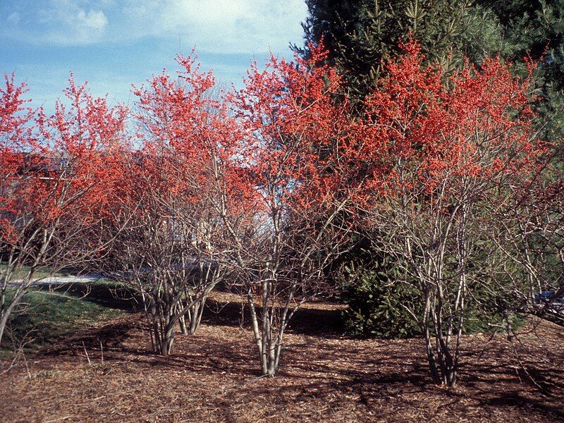 File:Ilex verticillata 1480228.jpg