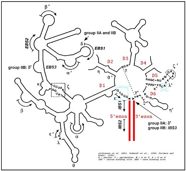 File:IntronGroupII.jpg