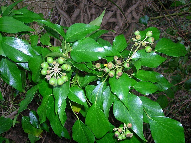 File:Ivy fruits.JPG