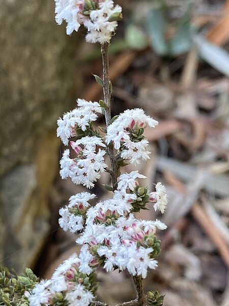 File:Leucopogon attenuatus.jpg