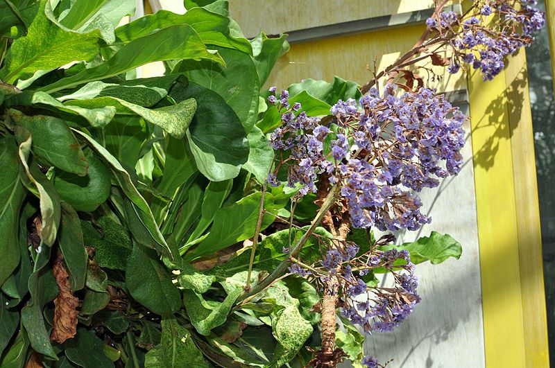 File:Limonium macrophyllum.jpg