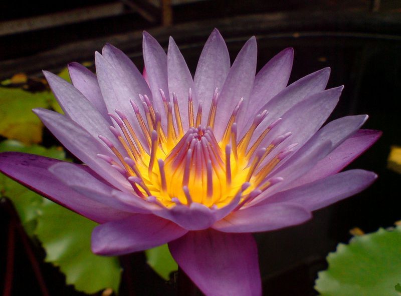 File:Lotus india cropped.jpg