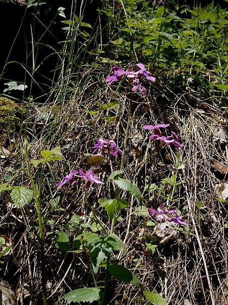 File:Lunaria rediviva 01.jpg