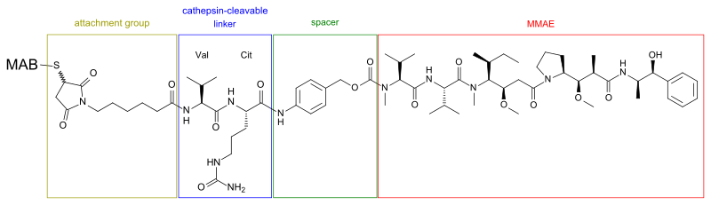 File:MMAE-MAB-conjugate skeletal.svg