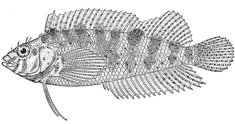 File:Malacoctenus gilli.jpeg