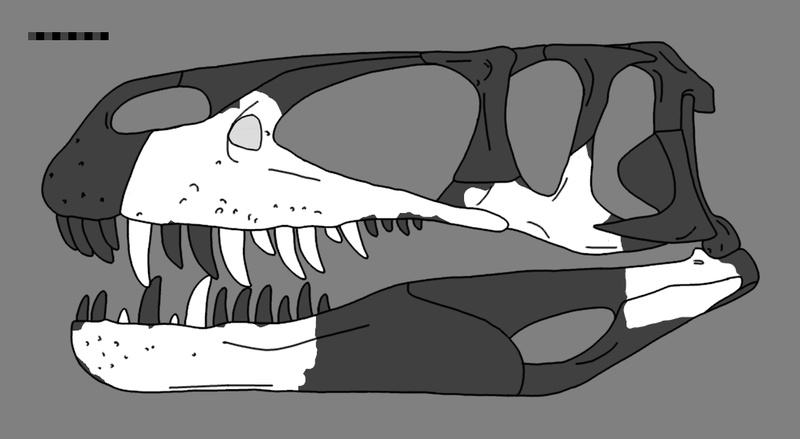 File:Megalosaurus reconstructed skull.png