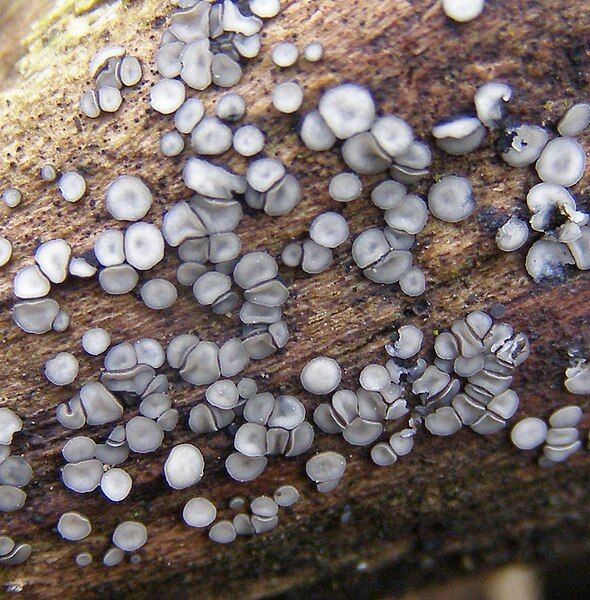 File:Mollisia-sp-Grey-disco-fungus-20110218a.jpg