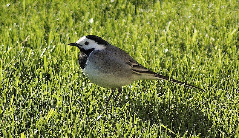 File:Motacilla alba 3.jpg