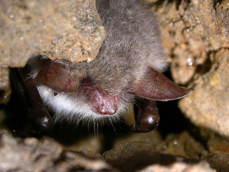 File:Myotis nattereri (2862347369).jpg