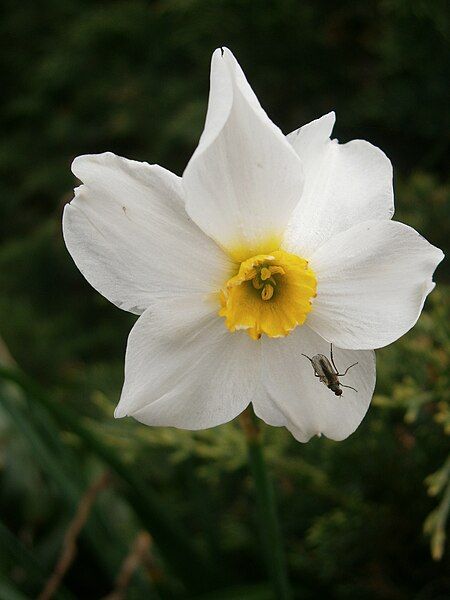 File:Narcissus medioluteus (flower)3.jpg